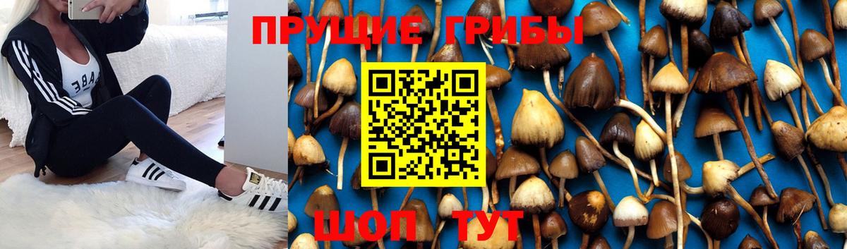 Галлюциногенные грибы Psilocybine cubensis Симферополь